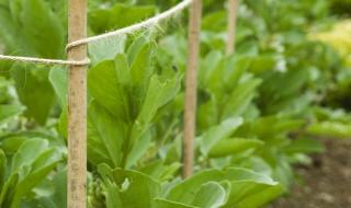 盆栽蚕豆种植时间和方法 蚕豆的种植方法