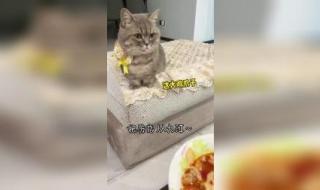 猫不能吃哪些食物
